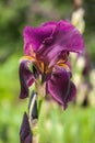 Iris, Kasatik, Cockerel. iris blooms. Closeup of Iris.ÃÂ 